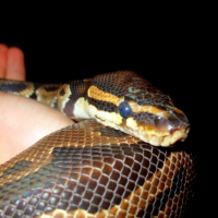 Photo #233702 de Virus 