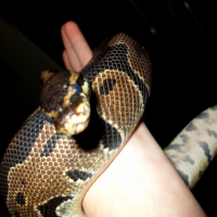 Photo #233704 de Virus 