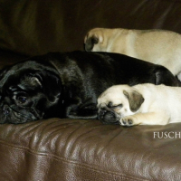 Photo #233797 de Cerise