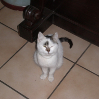 Photo #233817 de Diablo