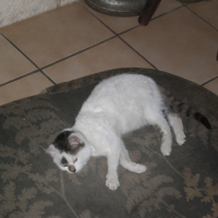 Photo #233818 de Diablo