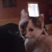 Photo #233819 de Diablo
