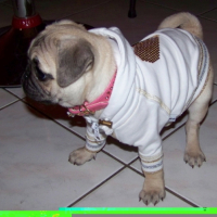 Photo #233945 de Dolce