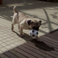 Photo #233946 de Dolce