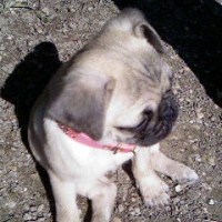 Photo #233947 de Dolce