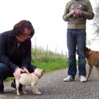 Photo #233948 de Dolce