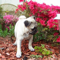 Photo #233949 de Dolce