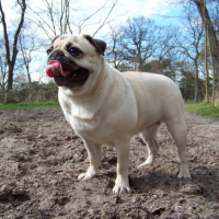 Photo #233950 de Dolce