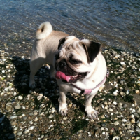 Photo #233951 de Dolce