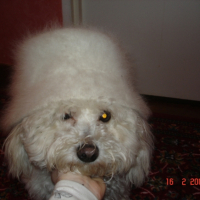Photo #233970 de Mallon
