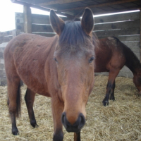 Photo #234009 de Du kerroch