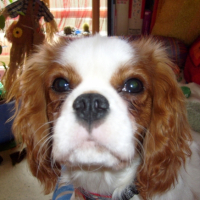 Photo #234017 de Happy