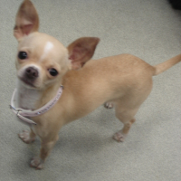 Photo #234034 de Docile