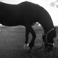 Photo #234047 de Surabay du parc