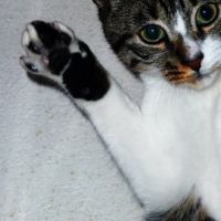 Photo #234057 de Cerise