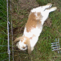 Photo #234061 de Ponpon