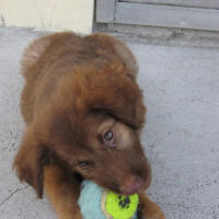 Photo #234064 de Chester