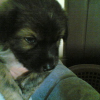 a little pup