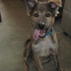 lazy dog =)