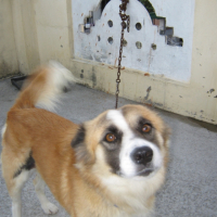 Photo #234077 de Miko