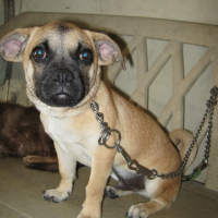 Photo #234079 de Milo