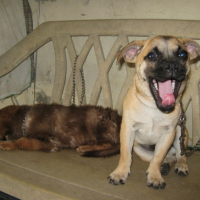 Photo #234080 de Milo