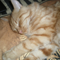 Photo #234162 de Mimi
