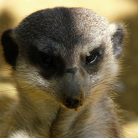 Photo #234200 de Nos amis les bêtes