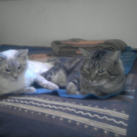 Photo #234213 de Isis