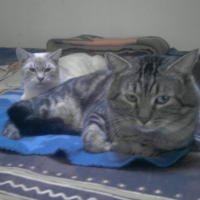 Photo #234214 de Isis