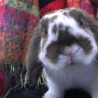 Photo #234284 de Ponpon