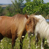 Photo #234294 de Nos amis les bêtes