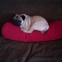 Photo #234302 de Puggy