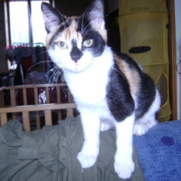 Photo #234303 de Indy