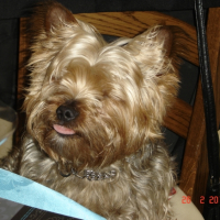 Photo #234331 de Chico