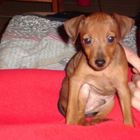 Photo #234418 de Biscuit
