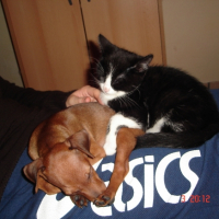 Photo #234419 de Biscuit
