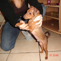 Photo #234420 de Biscuit