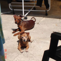Photo #234421 de Biscuit