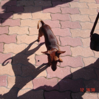 Photo #234422 de Biscuit