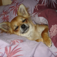 Photo #234423 de Charlie