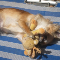 charlie qui joue avec son doudou dans le jardin