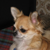 Photo #234428 de Charlie