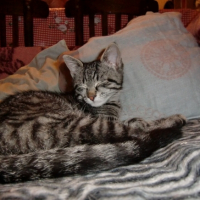 Photo #234465 de Medhiv