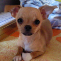 Photo #234533 de Tchoupy