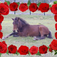 Mustang enore bebe a l'age de 6 mois