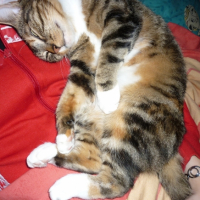 Photo #234584 de Chipi