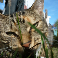 Photo #234585 de Chipi