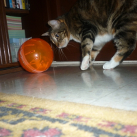 Photo #234586 de Chipi