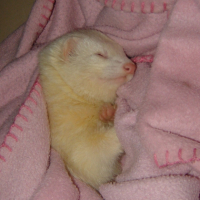 Photo #234590 de Charly
